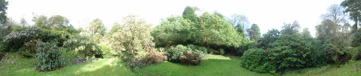 Rhododendron Valley