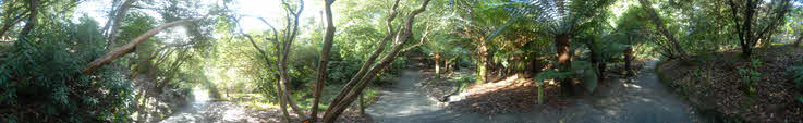 The Fernery