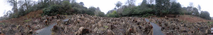 Gunnera Passage